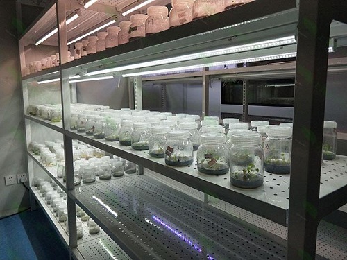 伊春植物组织培养实验室设计建设方案